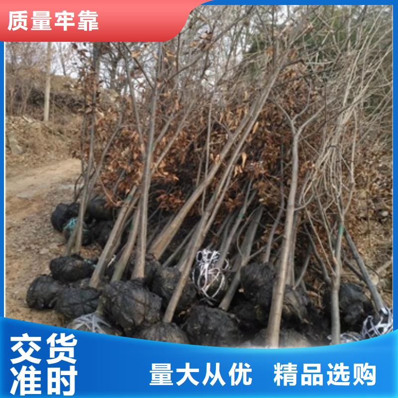 【板栗苗】李子苗规格型号全