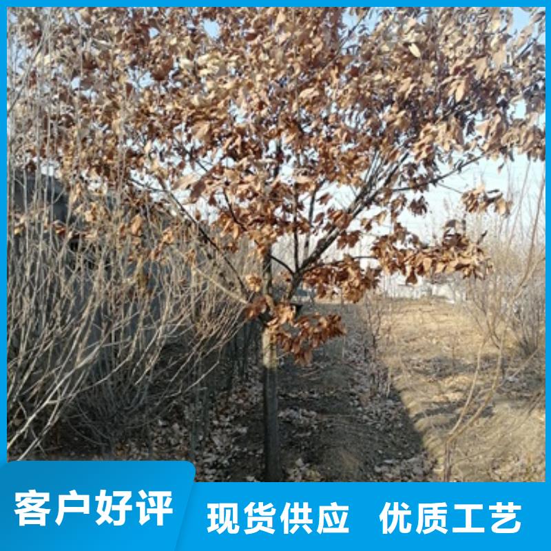 板栗苗花椒苗厂家拥有先进的设备