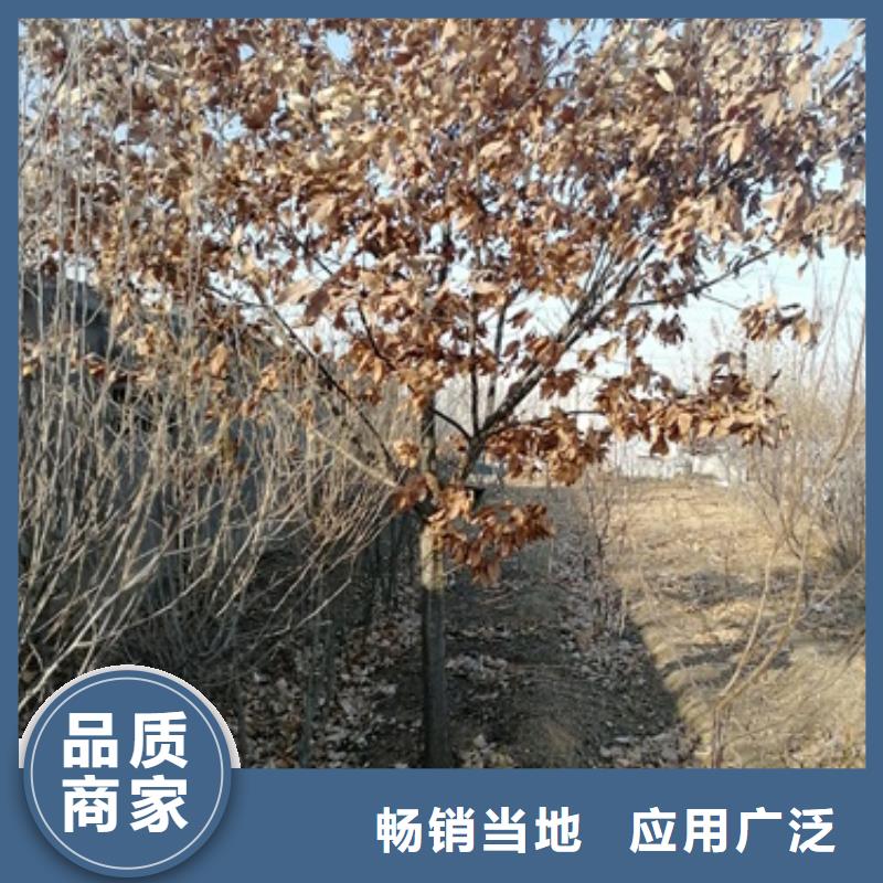 板栗苗蓝莓苗分类和特点