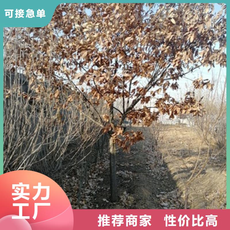 板栗苗李子苗自主研发