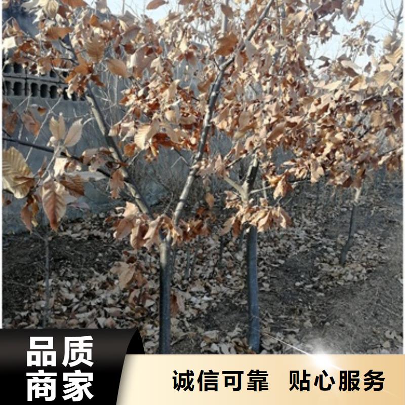 【板栗苗】桃树苗品质优选