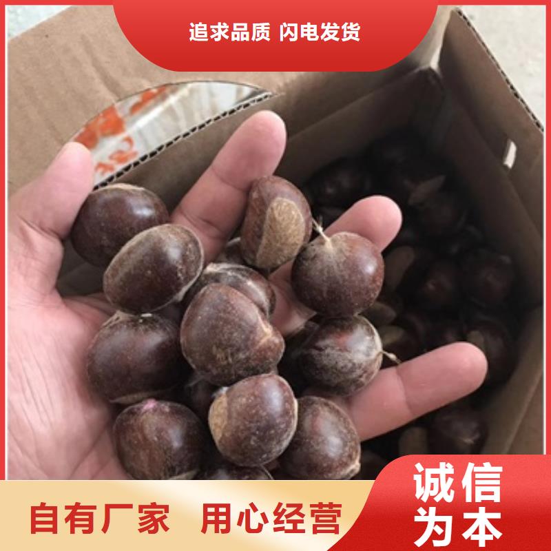 板栗苗李子苗自主研发