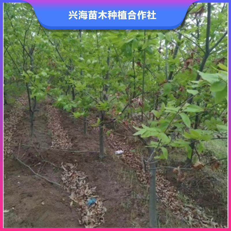板栗苗畅销本地