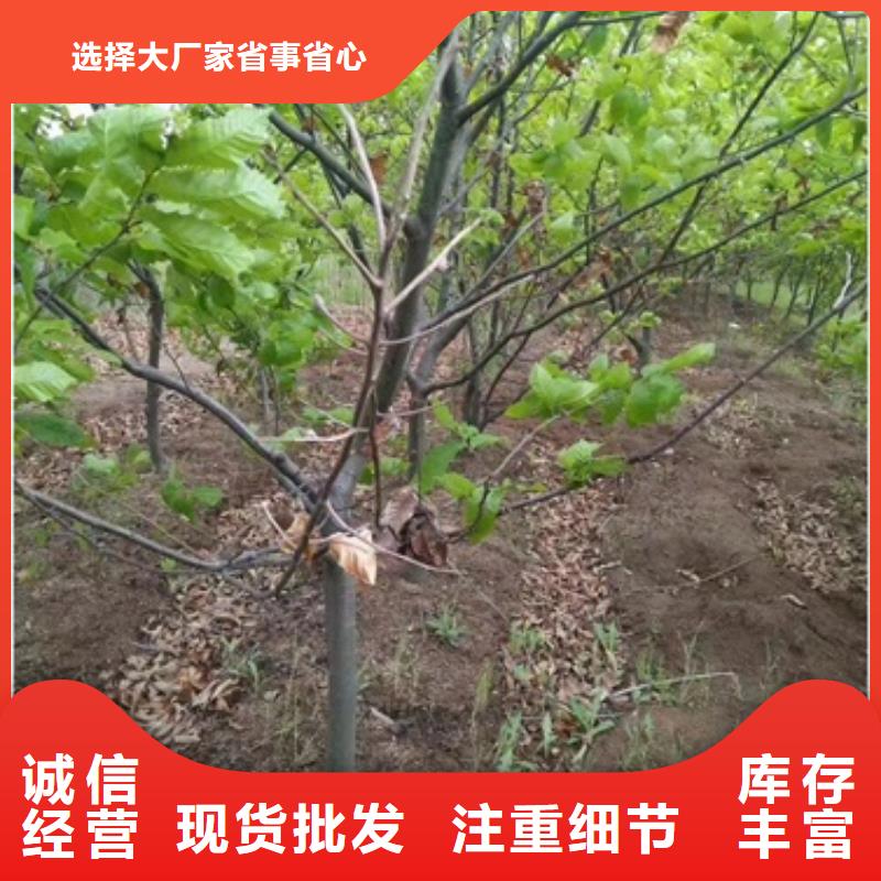 【板栗苗】桃树苗品质优选