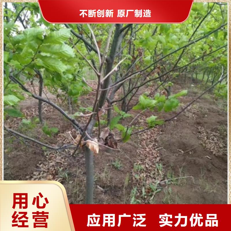 板栗苗李子苗自主研发