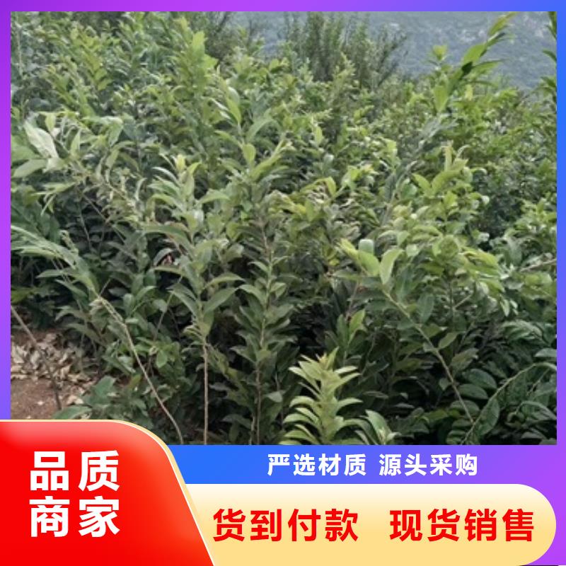 板栗苗桃树苗专业供货品质管控