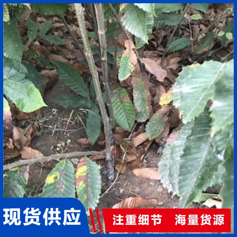 板栗苗花椒苗厂家拥有先进的设备