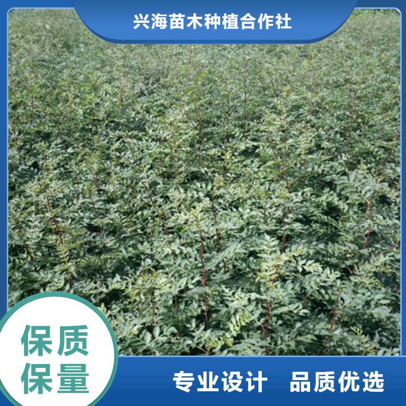 花椒苗苹果苗设计制造销售服务一体