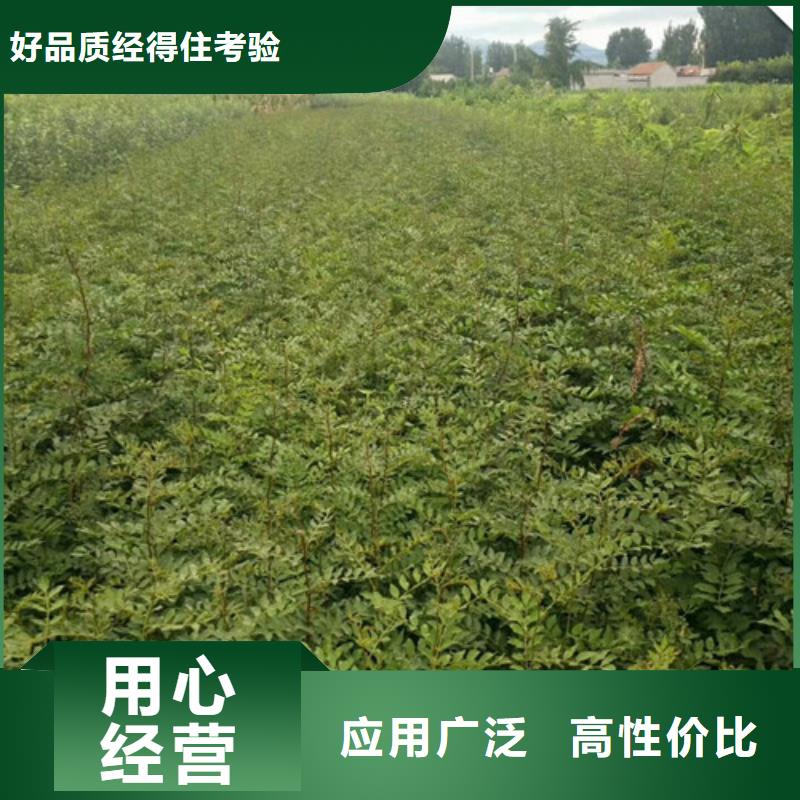 花椒苗_梨树苗甄选好物