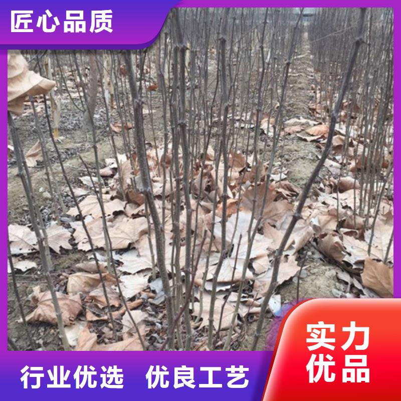 花椒苗-桃树苗24小时下单发货