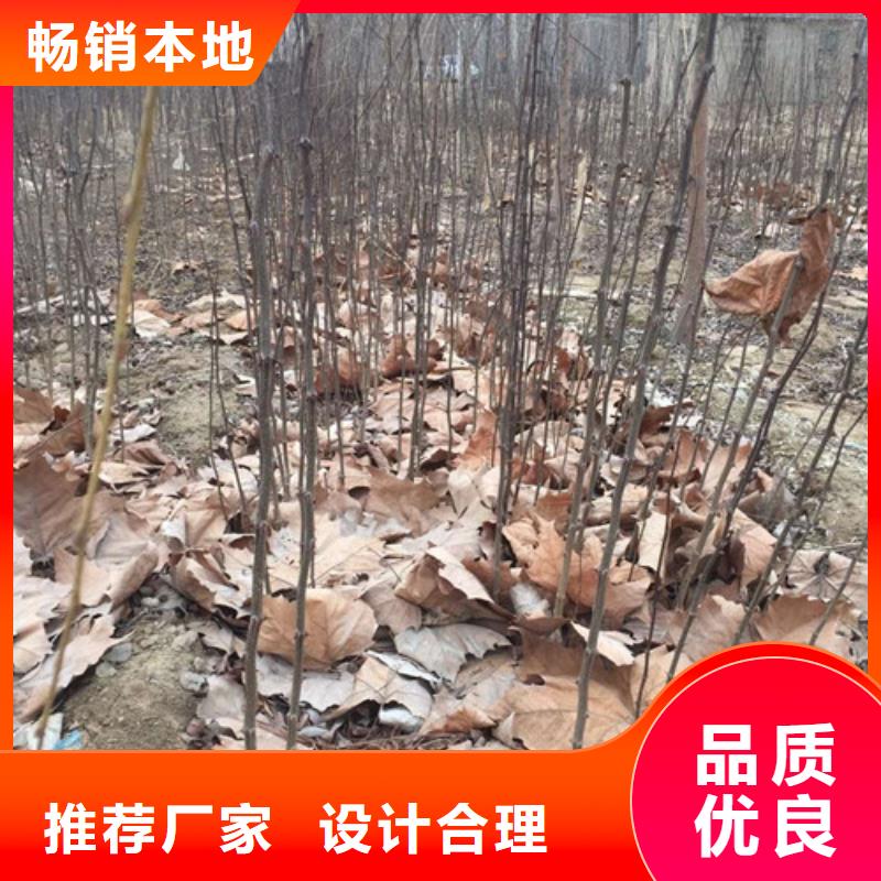 【花椒苗】李子苗高性价比