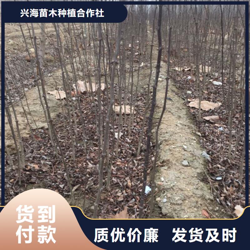 花椒苗-桃树苗24小时下单发货