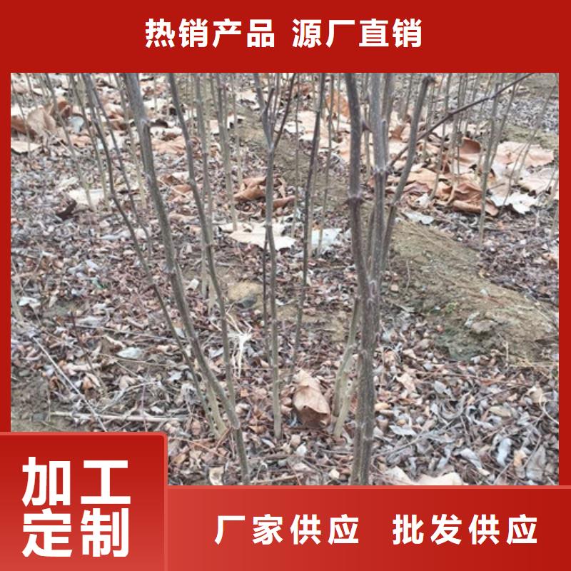 花椒苗葡萄苗应用领域