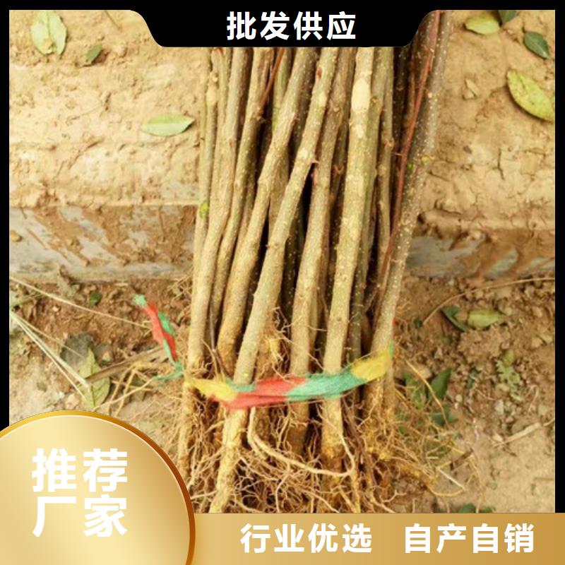 【花椒苗】李子苗高性价比