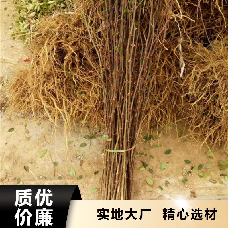 花椒苗_李子苗规格齐全