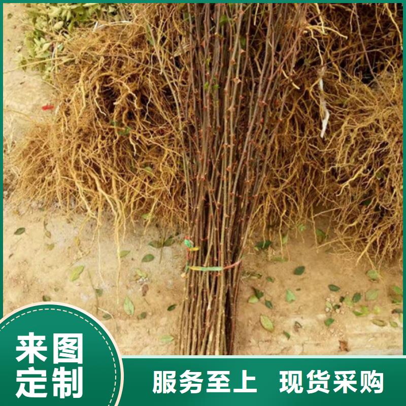 花椒苗葡萄苗应用领域