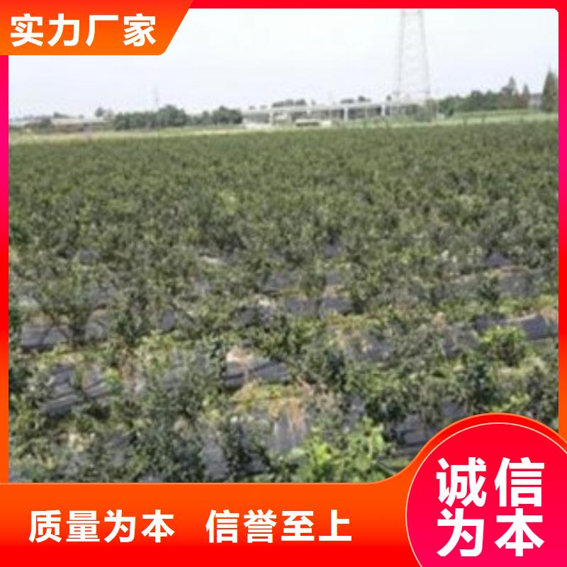 蓝莓苗桃树苗海量现货直销