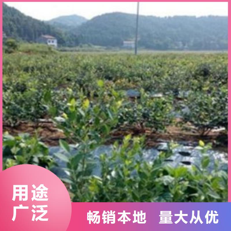 蓝莓苗桃树苗海量现货直销