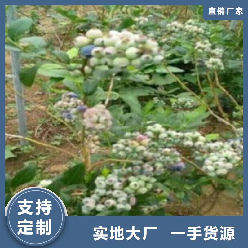 蓝莓苗花椒苗从厂家买售后有保障