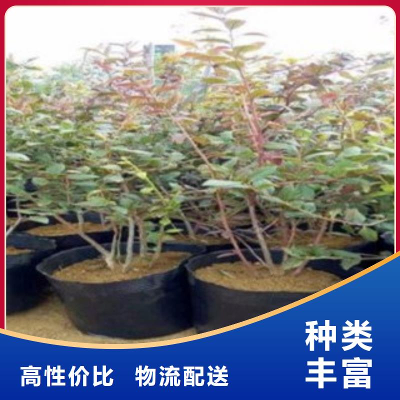 【蓝莓苗核桃苗原厂制造】
