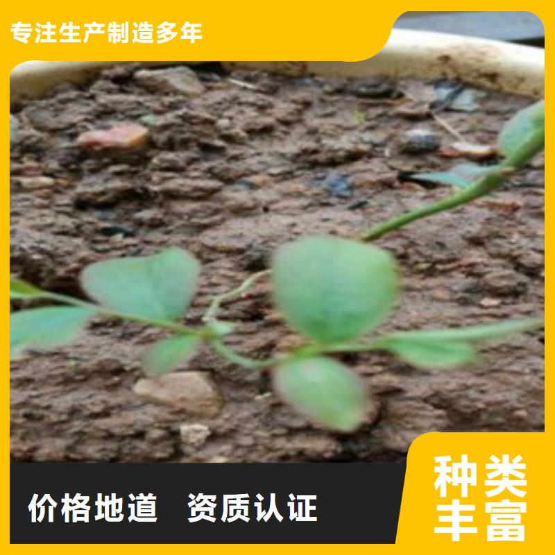 蓝莓苗,核桃苗使用方法