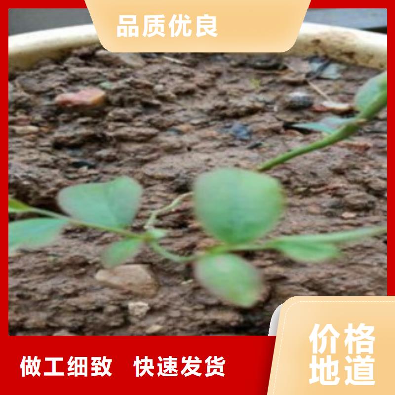 蓝莓苗桃树苗海量现货直销