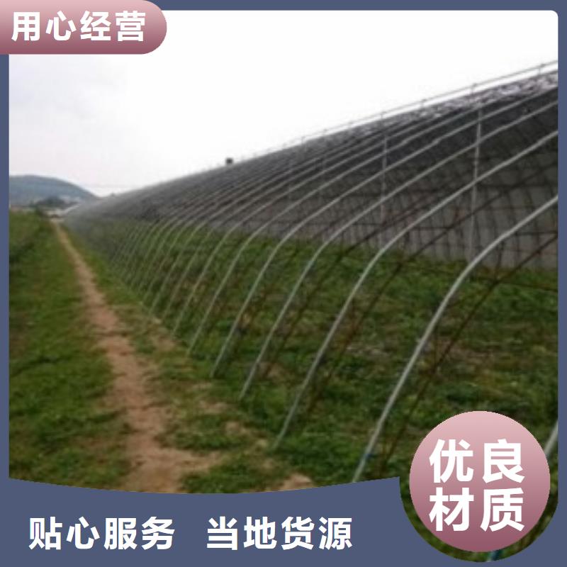 蓝莓苗花椒苗从厂家买售后有保障