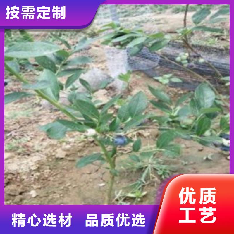 蓝莓苗,【板栗苗】批发商
