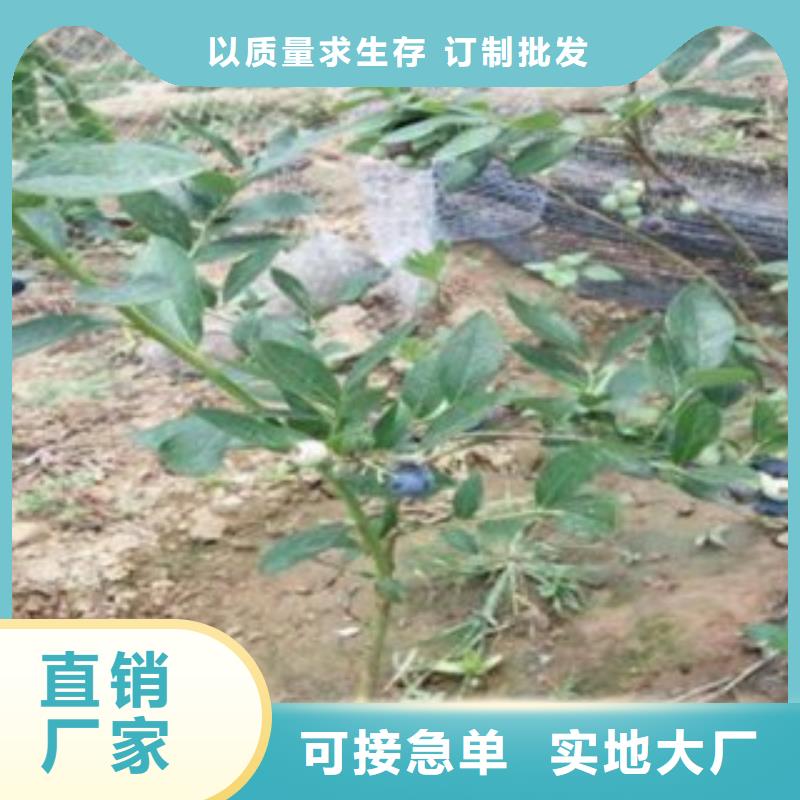 蓝莓苗苹果苗快速物流发货