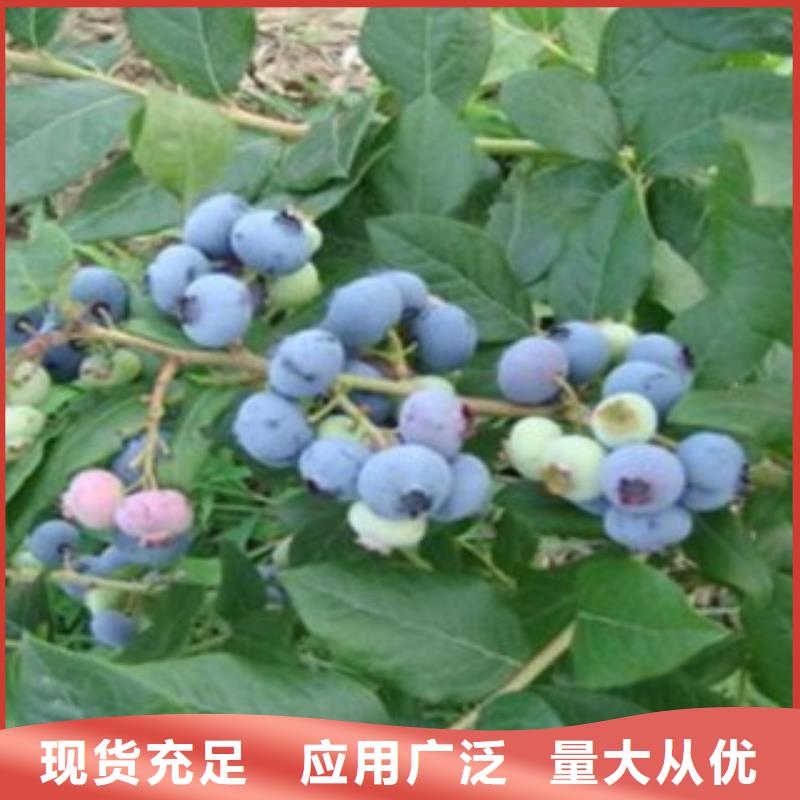 蓝莓苗李子苗源头厂家经验丰富