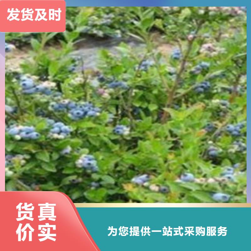 蓝莓苗,核桃苗使用方法