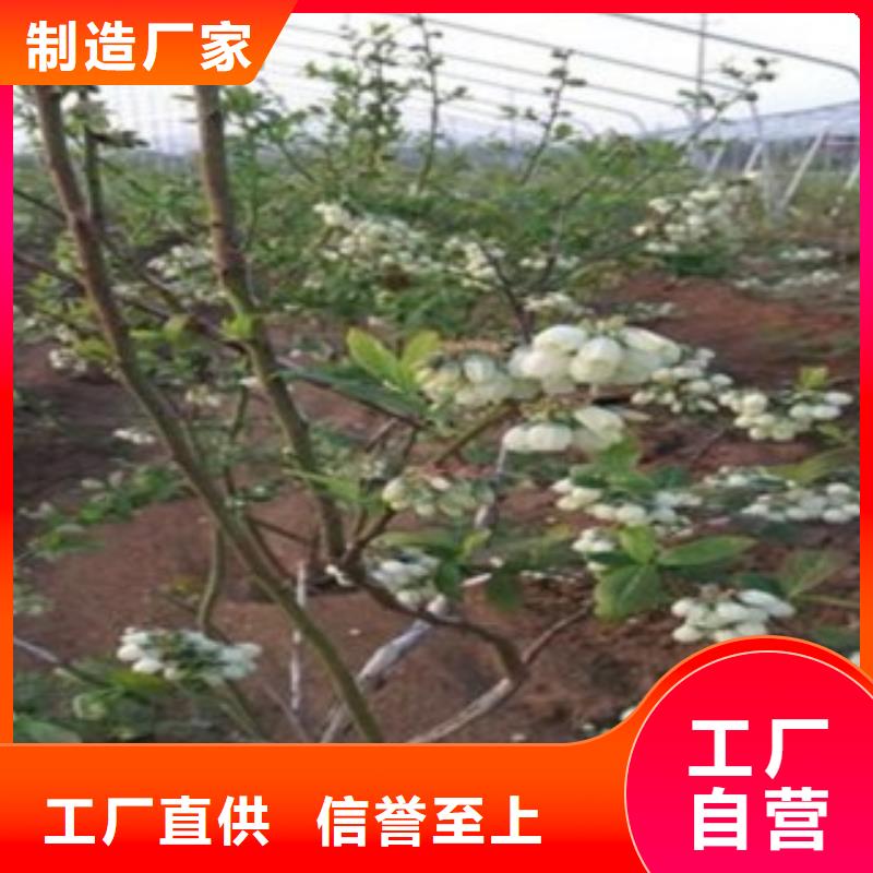 蓝莓苗,【板栗苗】批发商