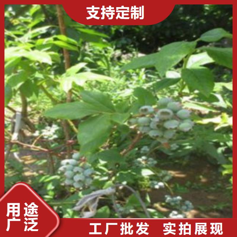 蓝莓苗板栗苗货品齐全