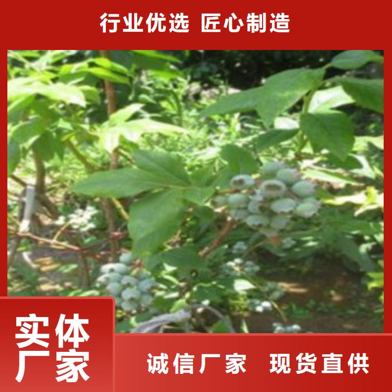 【蓝莓苗】花椒苗通过检测