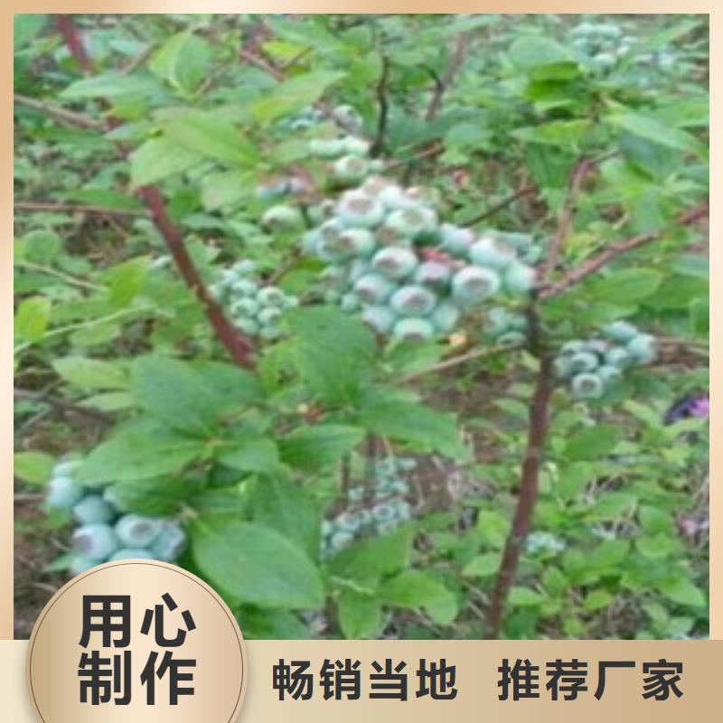 蓝莓苗苹果苗快速物流发货
