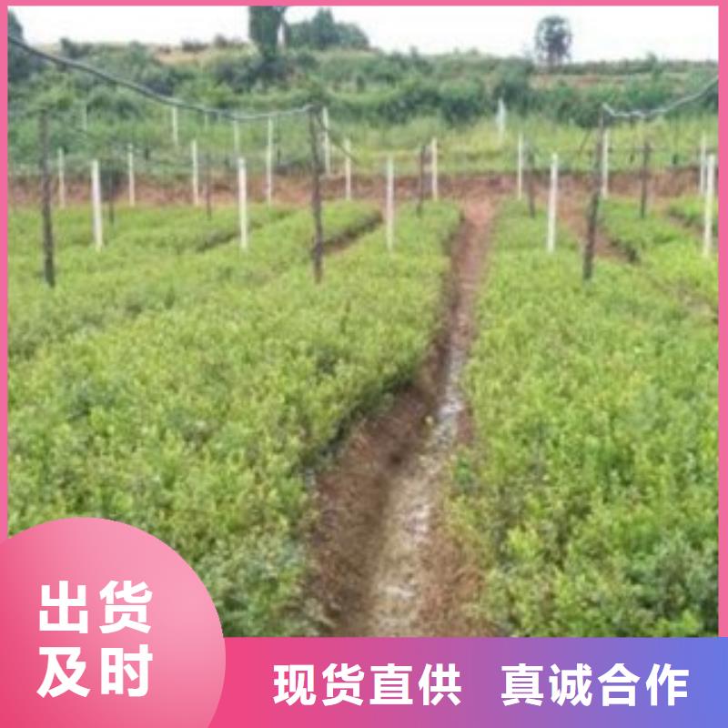 蓝莓苗,核桃苗使用方法