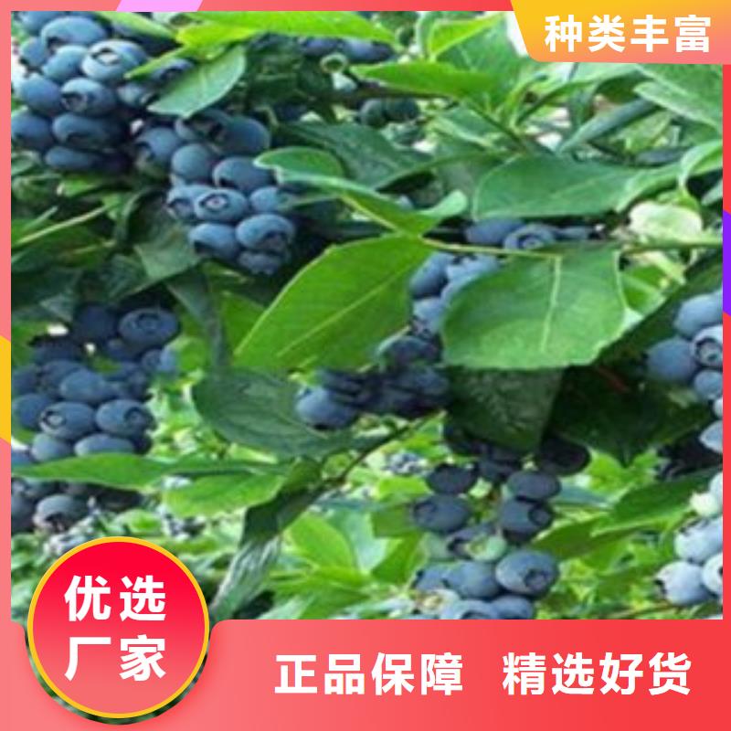 蓝莓苗_花椒苗货真价实