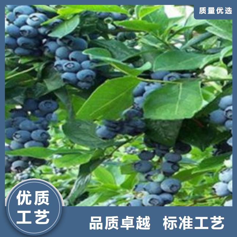 蓝莓苗花椒苗从厂家买售后有保障