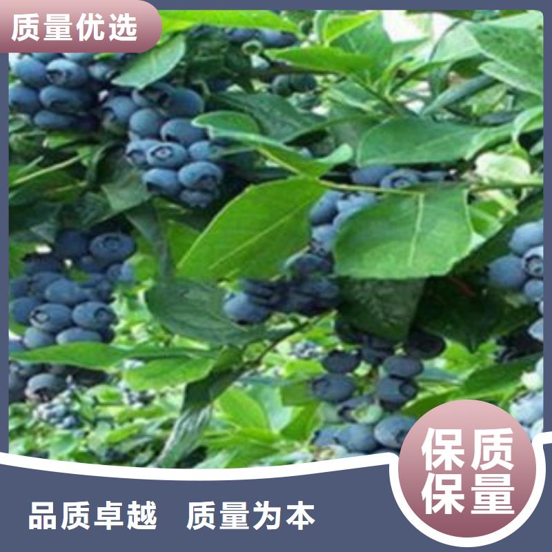 蓝莓苗,【板栗苗】批发商