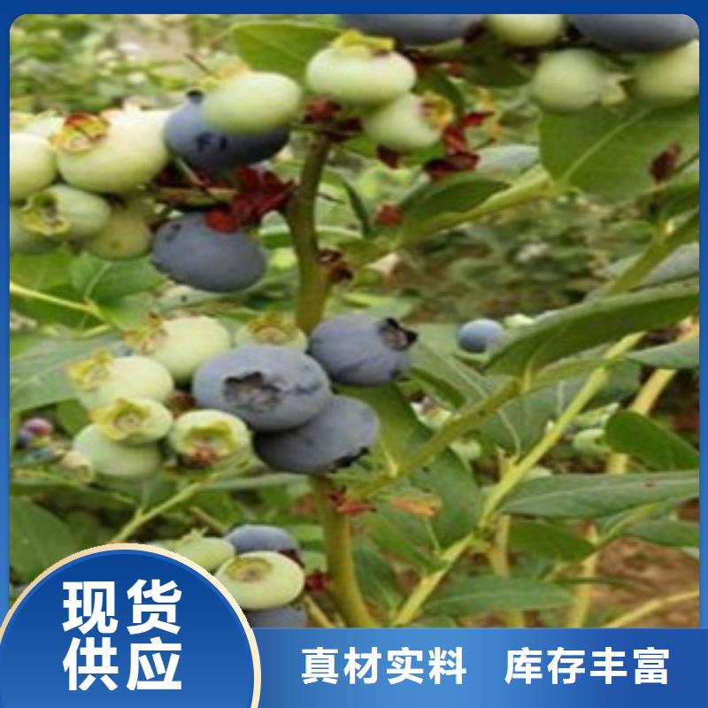 蓝莓苗花椒苗从厂家买售后有保障