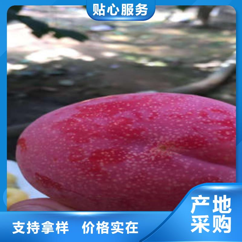李子苗桃树苗送货上门