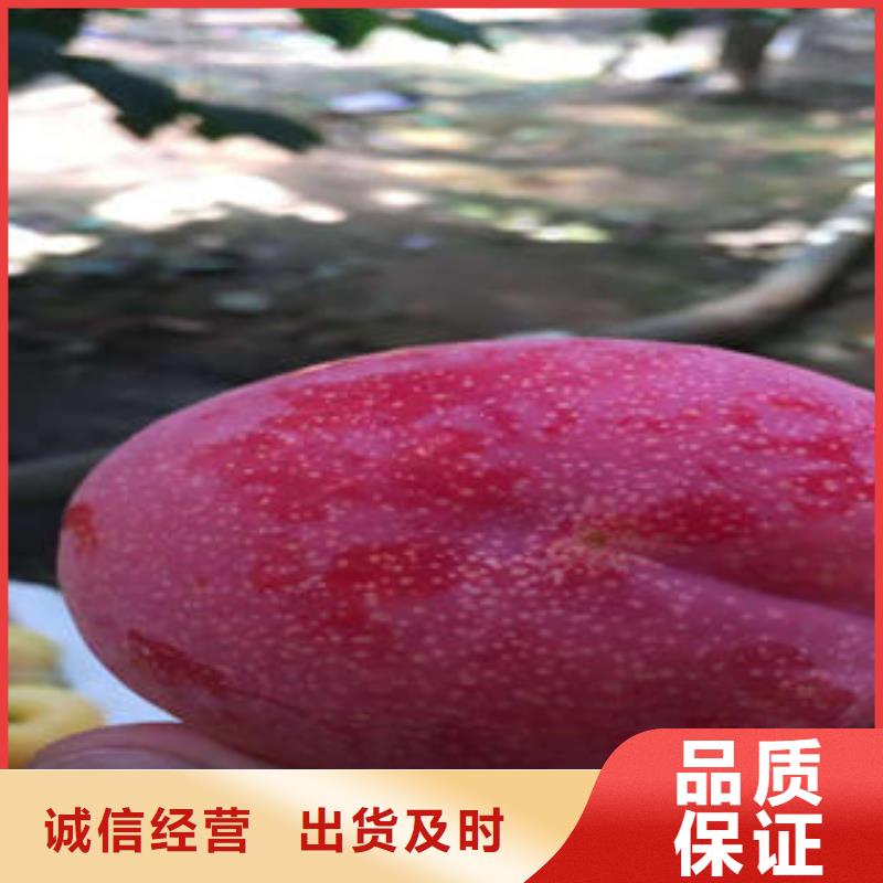 李子苗板栗苗品质优选