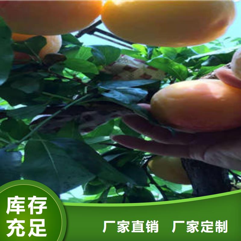 李子苗桃树苗细节决定成败