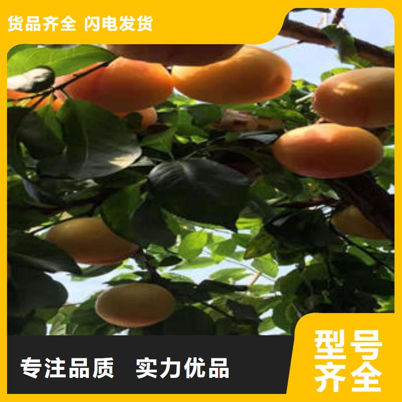李子苗核桃苗厂家直发