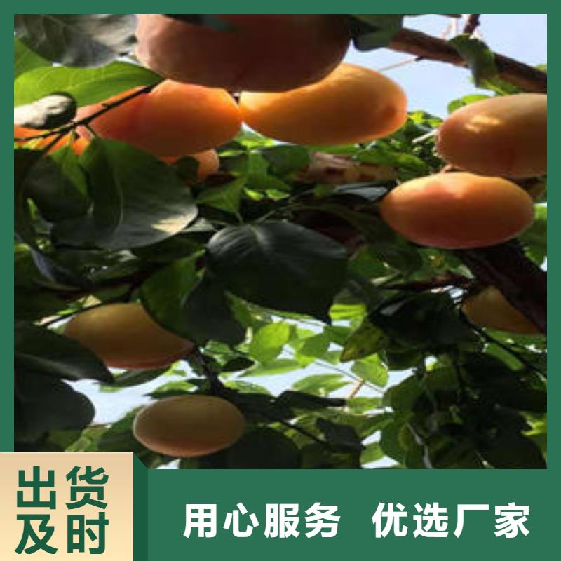 李子苗,梨树苗售后无忧