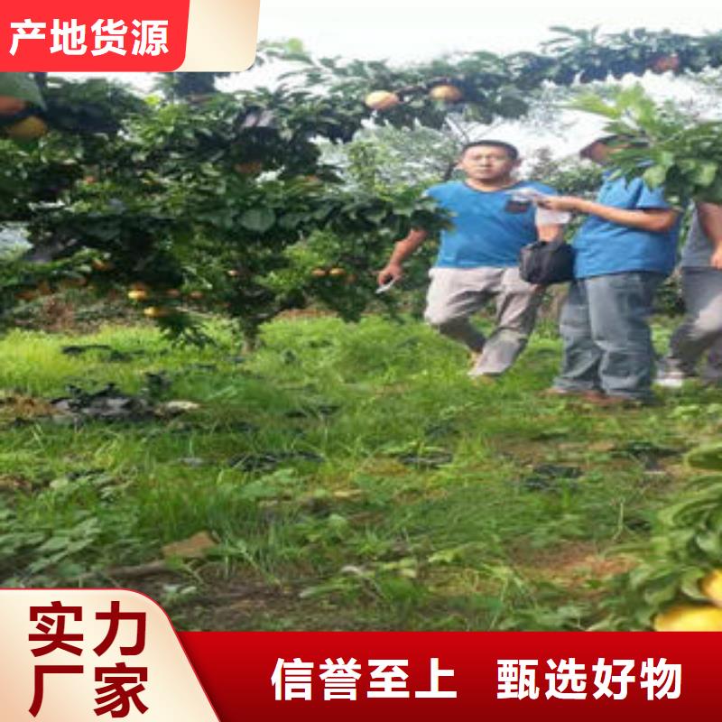 李子苗板栗苗品质优选