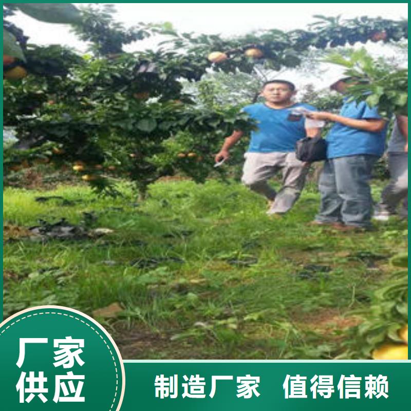 李子苗核桃苗批发货源