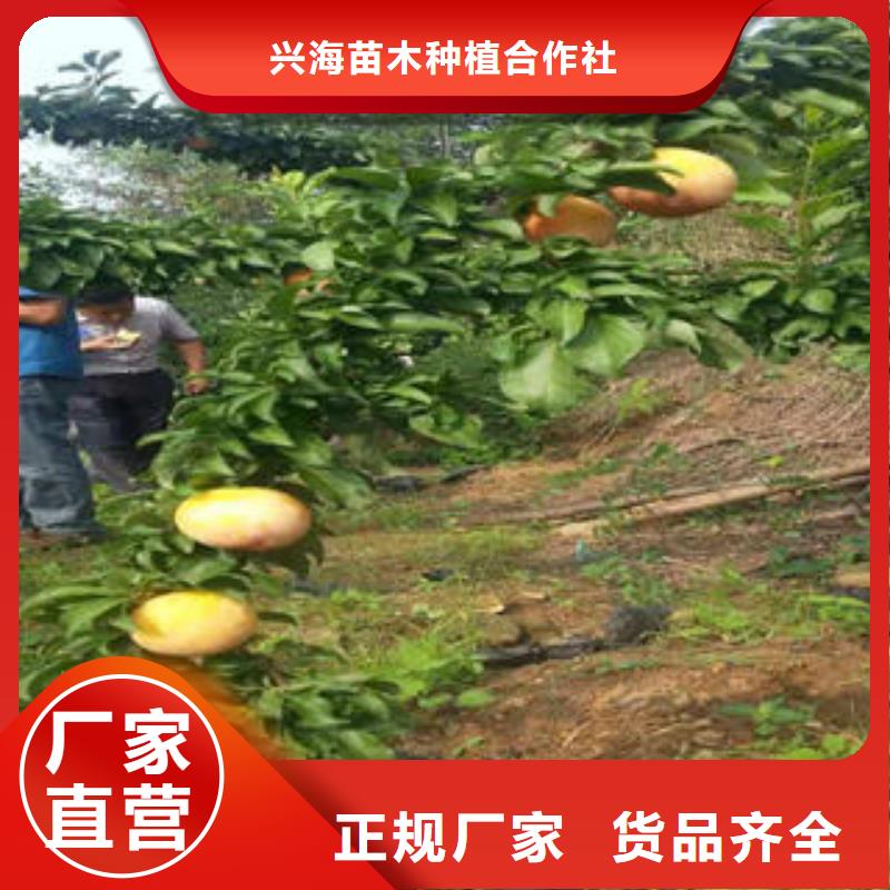 李子苗蓝莓苗好产品不怕比