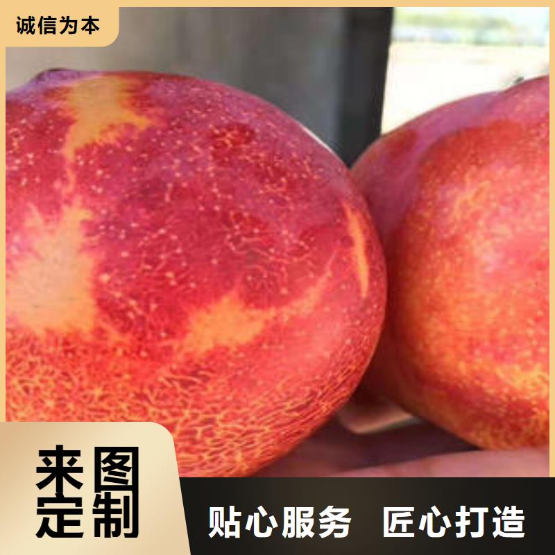 李子苗板栗苗现货销售