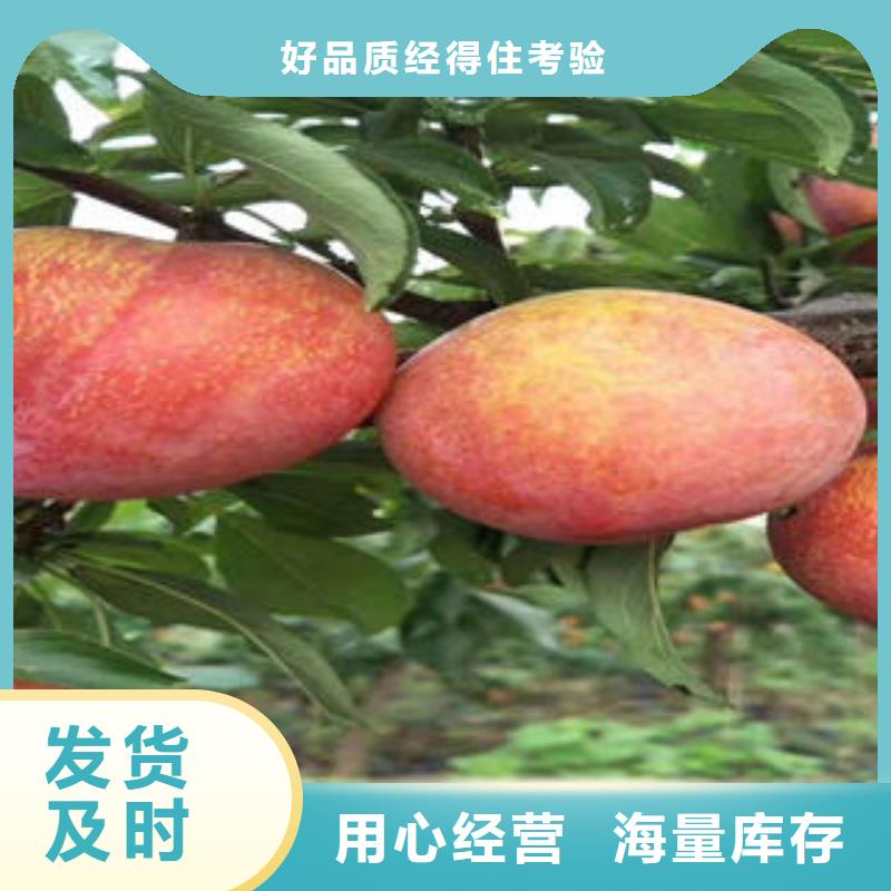 李子苗_桃树苗品质之选